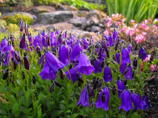 CAMPANULA pulla Blue Drops (1282)